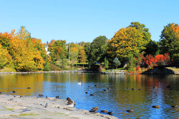 Ducks on a pond in a park, autumn. Trees in fall colors, footbridge in background. Bowring Park, St. John's, Newfoundland.