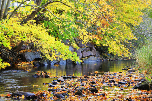 istock Trees along the river bank, autumn. 1198903812