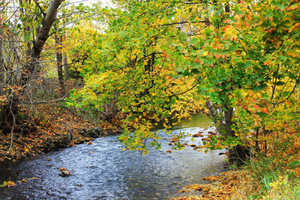 istock Trees along the river bank, autumn. 1198903843
