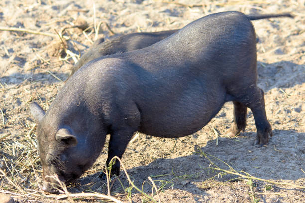 Pigs on the farm. Dark color pig. Many pigs walk and eat. Agriculture pig breeding. Farm for breeding animals. A few cute dark-colored piglets lie in various poses cerdos en la granja. cerdo de color oscuro. muchos cerdos caminan y comen. agricultura de cría de cerdos. granja para la cría de animales. unos cuantos lindos lechones de color oscuro se encuentran en varias poses en el suelo en el patio del granero.