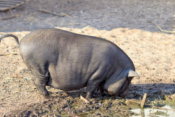 Pigs on the farm. Dark color pig. Many pigs walk and eat. Agriculture pig breeding. Farm for breeding animals. A few cute dark-colored piglets lie in various poses cerdos en la granja. cerdo de color oscuro. muchos cerdos caminan y comen. agricultura de cría de cerdos. granja para la cría de animales. unos cuantos lindos lechones de color oscuro se encuentran en varias poses en el suelo en el patio del granero.
