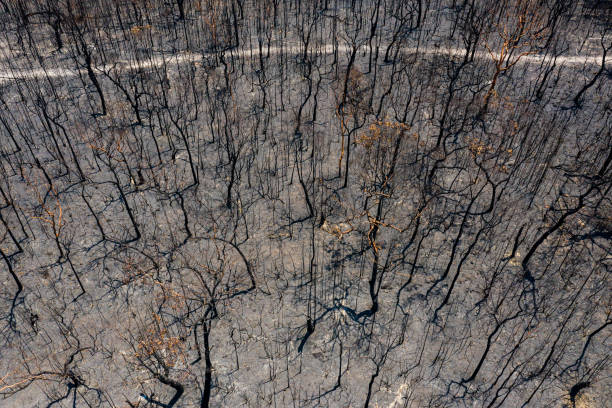 オーストラリアのブッシュ火災破壊 - ブルーマウンテン国立公園 写真 ストックフォトと画像