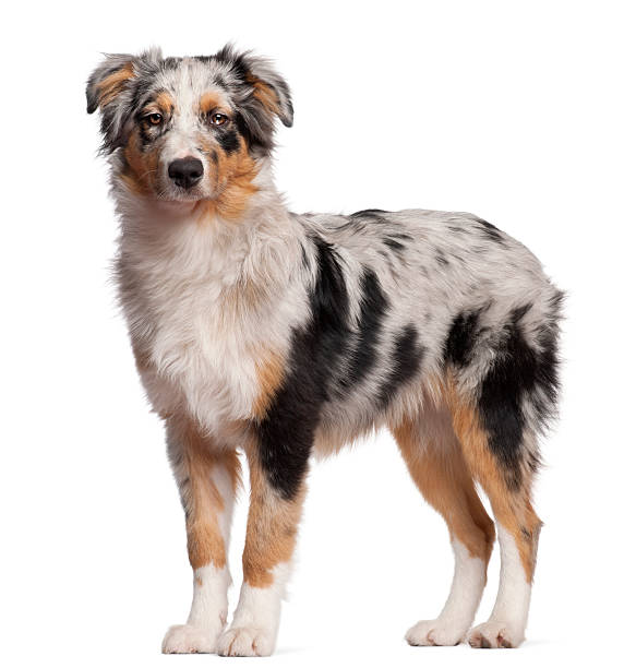 istock Side view of Australian Shepherd dog standing, white background. 119890839