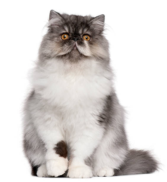 istock Persian kitten, 6 months old, sitting, white background. 119890848