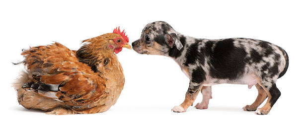 istock Chihuahua puppy interacting with a hen, white background. 119890852