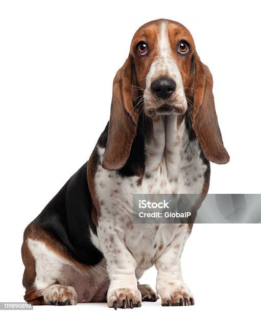 Bassett Hound 6 Years Old Sitting White Background Stock Photo - Download Image Now