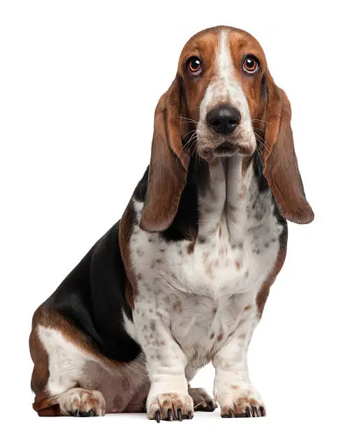 Photo of Bassett Hound, 6 years old, sitting, white background.