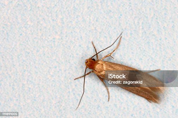 Clothing Moth Stock Photo - Download Image Now - Moth, Close-up, Color Image