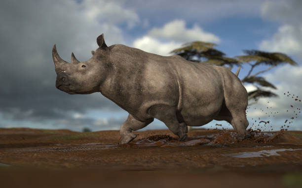 istock African rhino running in mud in grasslan savanna side view 3d rendering 1198910111
