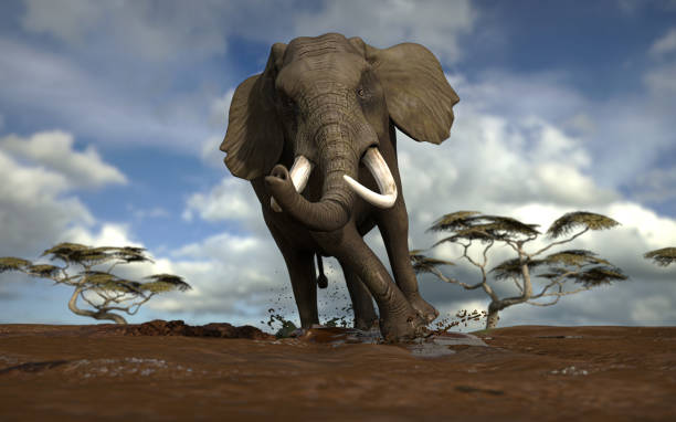 istock African elephant running in Savanna in a sunny day 3d rendering 1198910113