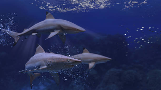 istock Blacktip reef sharks approaching to  school of prey fish 3d rendering 1198910116