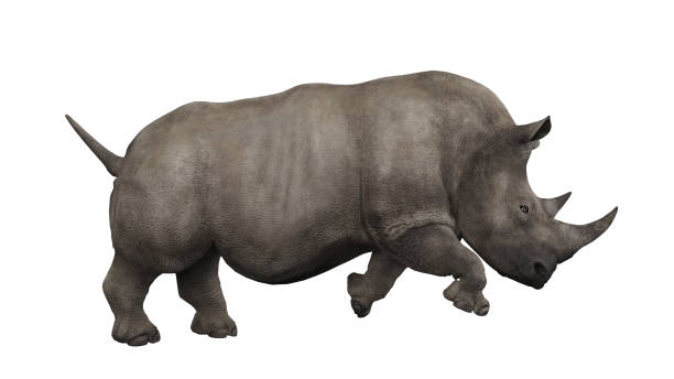istock Head down angry rhino view from side angle isolated clean cut 3d rendering 1198910142