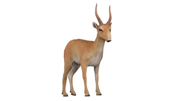 istock Saiga antelope with slight diagonal left view isolated white background 3d rendering 1198910145
