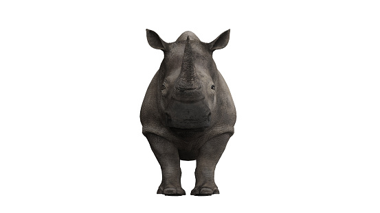 Front view of afircan rhino on white background 3d rendering