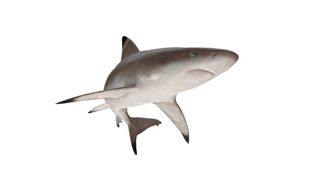 reef shark isolated on white background cutout ready bended front view 3d rendering - tubarão cinzento dos recifes imagens e fotografias de stock