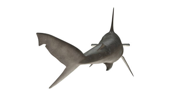 Hammerhead shark isolated on white background cutout ready back view from tail 3d rendering