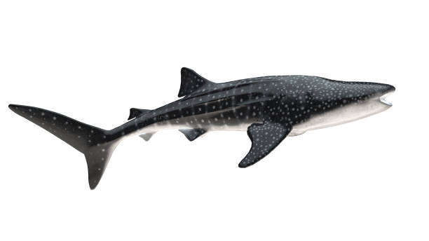 Whale shark isolated on white background cutout ready side view 3d rendering stock photo