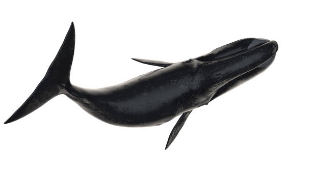 istock Bowhead whale top side curved body view isolated on white background ready cutout 3d rendering 1198910185