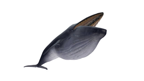 istock Isolated blue whale tail down blowed belly low angle view on white background open mouth 3d rendering 1198910187