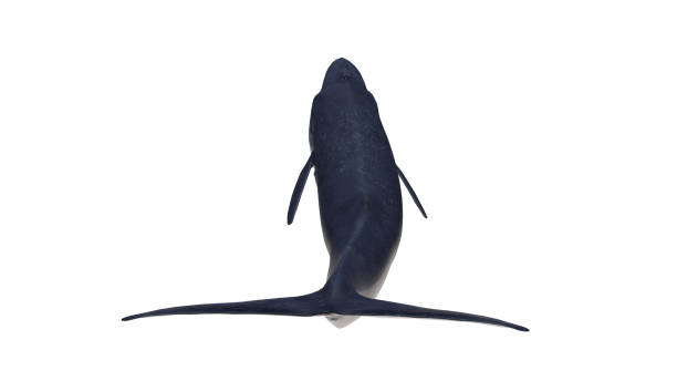 istock Isolated blue whale view from back tail  on white background extended mouthful open ready to cutout 3d rendering 1198910190