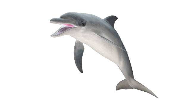 Isolated bottlenose dolphin  open mouth jumping diagonal  view on white background cutout ready 3d rendering stock photo