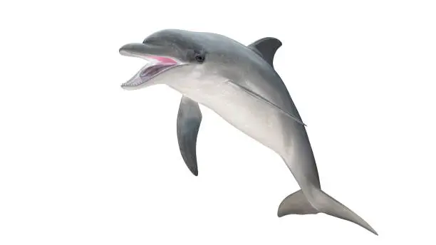 Photo of Isolated bottlenose dolphin  open mouth jumping diagonal  view on white background cutout ready 3d rendering