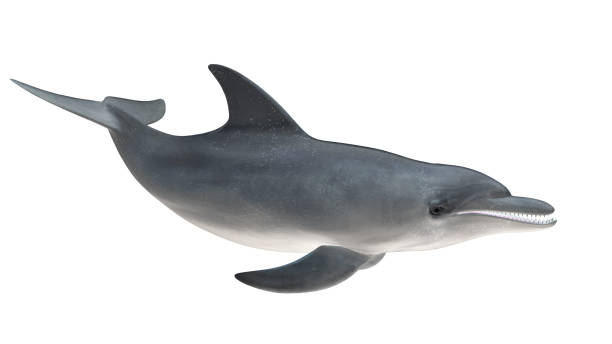 istock Isolated bottlenose dolphin tail up right side view on white background cutout ready 3d rendering 1198910192