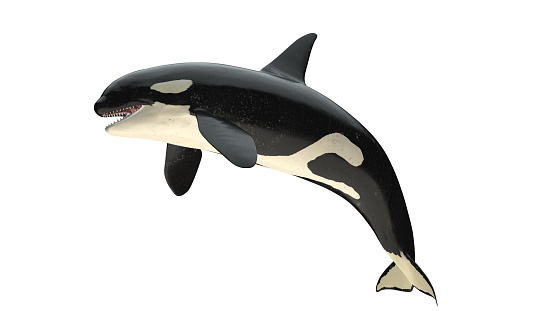 Orca orca orca cerca de la boca vista lateral en el recorte de fondo blanco listo representación 3d photo