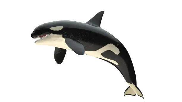Isolated killer whale orca close mouth left side view on white background cutout ready 3d rendering