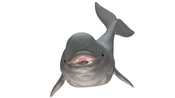 istock Beluga whale smiling front  tail up view isolated on white background ready cutout 3d rendering 1198910195