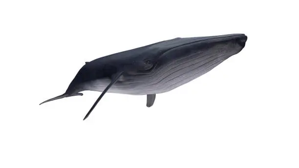 Isolated blue whale diagonal left view on white background ready to cutout 3d rendering