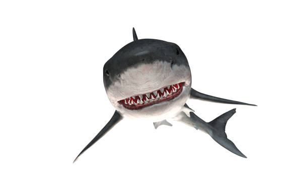 istock Great white shark isolated on white background cutout ready threatening smile 3d rendering 1198910199