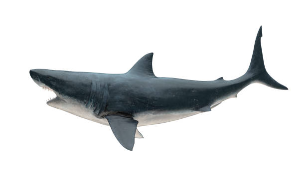 istock Great white shark isolated on white background cutout ready open mouth tail up side view 3d rendering 1198910200