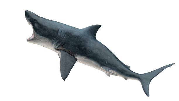 istock Great white shark isolated on white background cutout ready open mouth right side view 3d rendering 1198910202