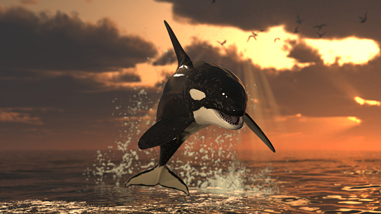 Single killer whale at sunset jumping out of water over sea surface at golden hour 3d rendering