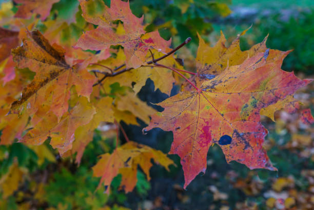 istock maple tree branches with vivid colored leaves against blue sky background. 1198916863