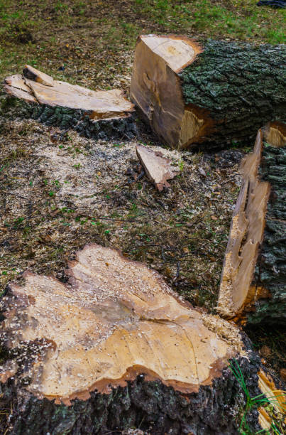 istock Two birches that fell after the storm are cut into firewood. 1198916954