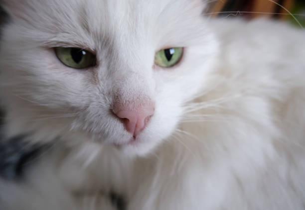 istock Beautiful white cat with bright green eyes and pink nose 1198917023