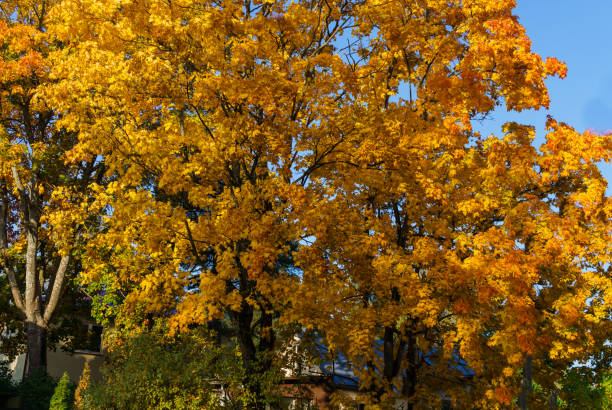 istock maple tree branches with vivid colored leaves against blue sky background, 1198917813