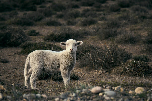 Cute little lamb on the Patagonian plateau during spring sunrise. stock photo