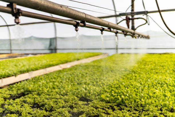 istock Micro greens in greenhouse watering 1198921479
