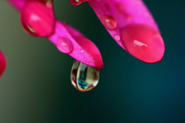 istock Macro Petal and Droplet 1198923397