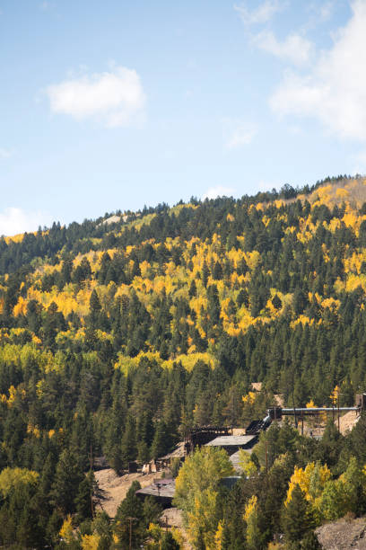 istock Aspen Trees in Colorado 1198923756