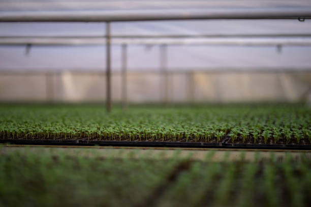 Micro greens in greenhouse