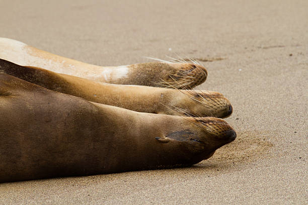 A group of Galapagos sea lions sleeping on the beach.