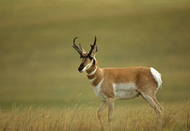 The Pronghorn (Antilocapra americana) is a species of artiodactyl (even-toed, hoofed) mammal native to interior western and central North America. Although it is commonly thought of and called an antelope it is not a true antelope.  The pronghorn is the only surviving member of the Antilocapridae family and has been in North America for over a million years. The pronghorn has a similar body shape to a deer but stockier and shorter legged.  Both males and females grow horns but the male horns are larger.  The horns are shed each year as the new horns grow from underneath.  The pronghorn weighs between 90 and 120 pounds and stands about 3 1/2 feet tall at the shoulder.  It has a tan to reddish brown body with white markings throughout.  The pronghorn is the fastest land mammal in the Western Hemisphere.  Its great speed enables the pronghorn to outrun most predators.  Pronghorns are migratory herd animals.  Their migration routes have been threatened by fencing and fragmentation of their habitat.  Pronghorns cannot jump over traditional barb wire fences like deer and elk can.  They try to pass underneath and sometimes get caught in the fencing.  Newer types of fencing have plastic pipe under the bottom strands which allows the animals to pass through.  Pronghorns are quite numerous and in some areas like Wyoming and northern Colorado the pronghorn population at times has exceeded the human population.  This pronghorn was photographed on Antelope Ridge in the National Bison Range near Charlo, Montana, USA.