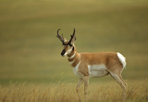 Two whitetailed deer bucks sparring in an open meadow