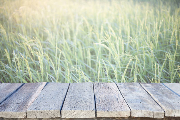 istock Old wooden path way with green rice field background 1198926614