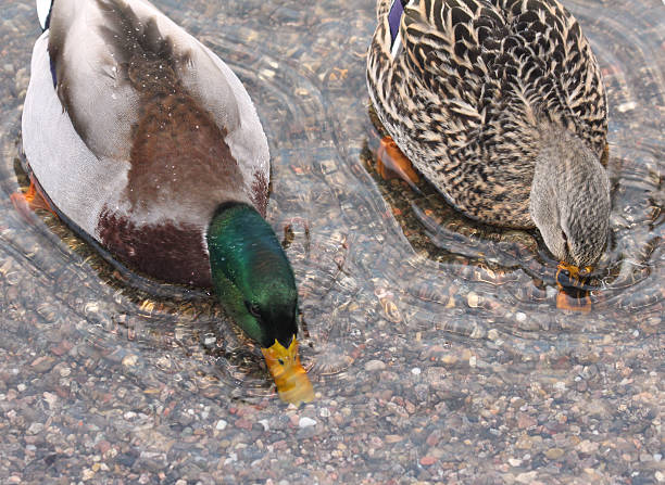 ducks - male and female  8571 stock pictures, royalty-free photos & images