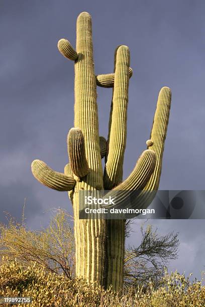 Cactus Saguaro E Tempestosa Cielo - Fotografie stock e altre immagini di Ambientazione esterna - Ambientazione esterna, Area selvatica, Arizona
